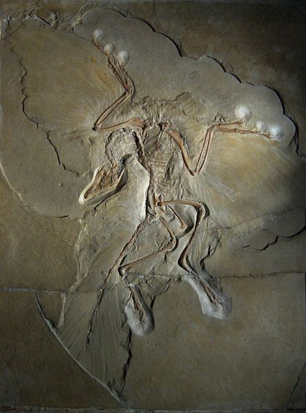 archaeopteryx